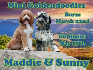 Mini Goldendoodles (Maddie x Sunny)